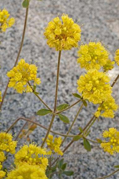 eriogonum umbellatum var furcosum 6 graphic